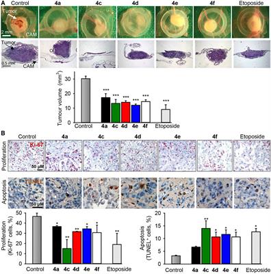 Synthesis of β-Enaminonitrile-Linked 8-Methoxy-1H-Benzo[f]Chromene Moieties and Analysis of Their Antitumor Mechanisms